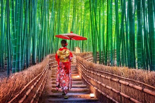 Bambuswald Kyoto