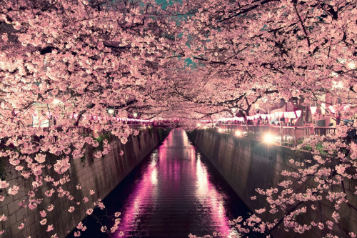 Kirschblüte in Tokio