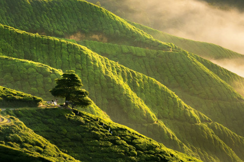 Cameron Highlands Cameron Highlands