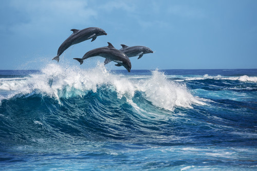 Reise Sri Lanka: Delfine
