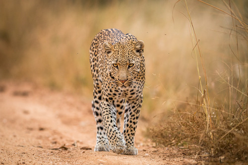 Reise Sri Lanka: Leopard