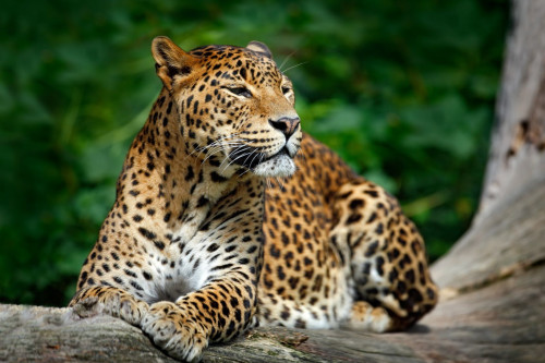 Sri Lanka Reise: Leopard