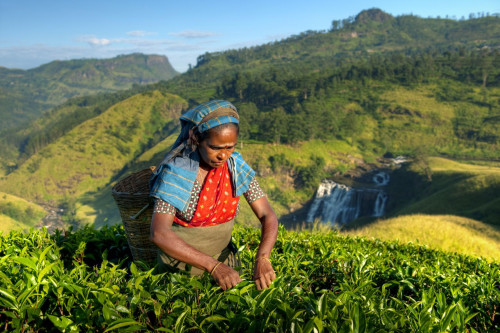 Reise Sri Lanka: Teeplantage