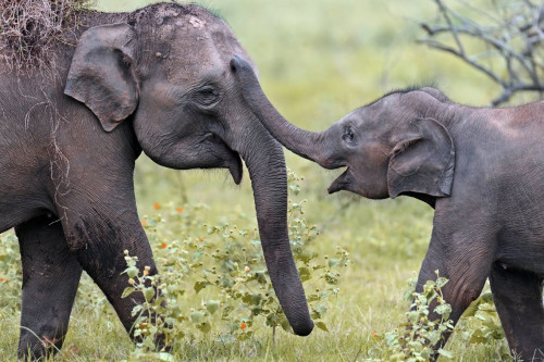 Reise Sri Lanka: Elefanten