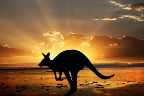 Australien Reise - Känguru