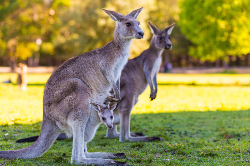 Australien Reise - Kängurus