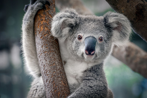 Australien Reise - Koalabär