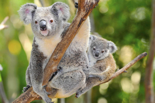 Australien Reise - Koalabär