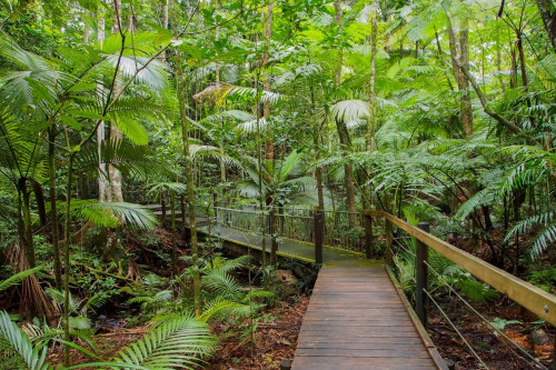Australien Reise - Regenwald
