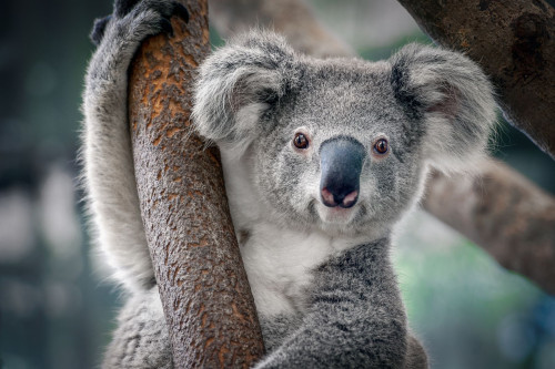 Australien Reise - Koalabär