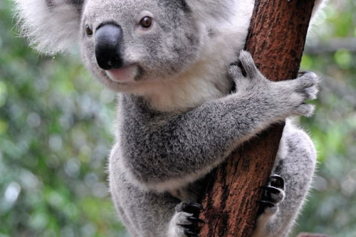 Australien Reise - Koalabär