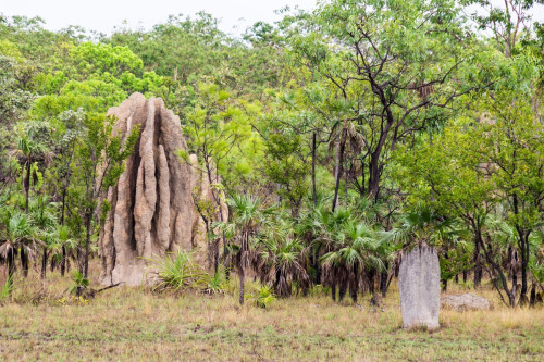 Australien Reise - Litchfield Nationalpark