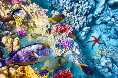 Australien Reise - Great Barrier Reef