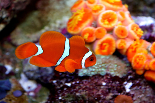 Australien Reise - Great Barrier Reef