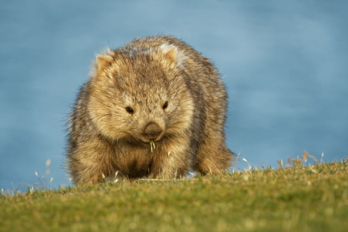 Australien Reise - Wombat