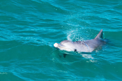 Australien Reise - Delfin