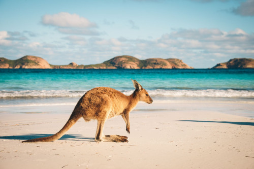 Australien Reise - Känguru
