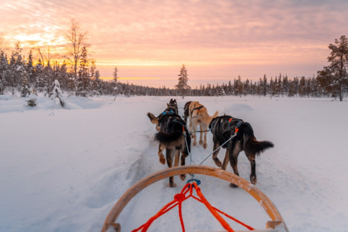 Huskyschlitten