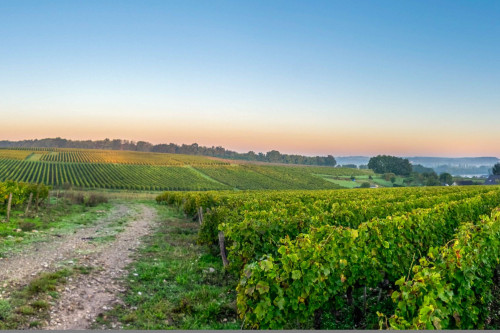 loire-weinberge loire-weinberge