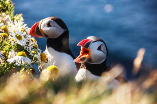 Island Reise - Papageientaucher