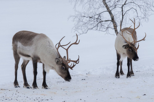 Rentiere Polarpark