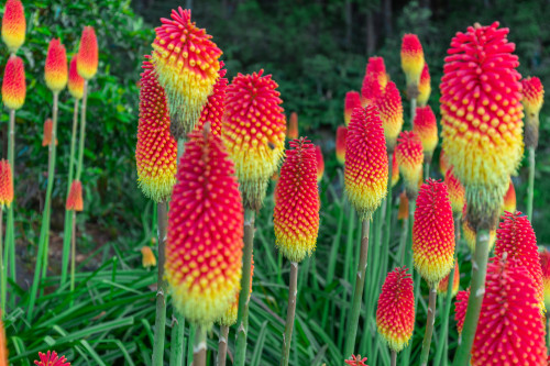 farbenprächtige Pflanzen