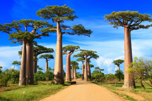 Baobab-Allee