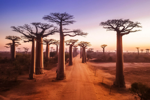 Baobaballee im Sonnenuntergang
