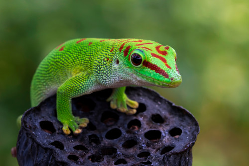 Gecko Gecko