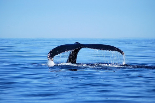 Kanada Reise Wale
