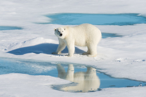 Kanada Expedition Eisbär