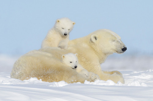Kanada Expedition Eisbären