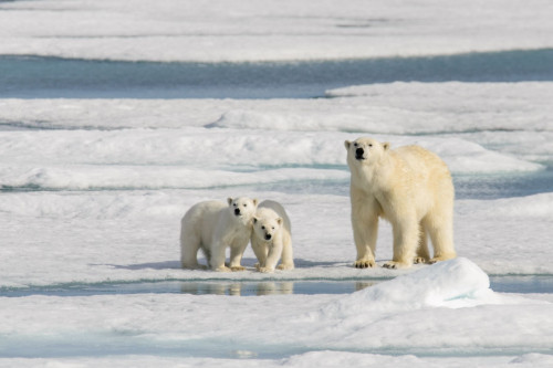Kanada Arktis: Polarbären