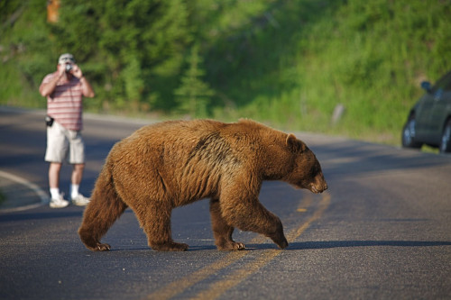Kanada Reise: Bären sehen
