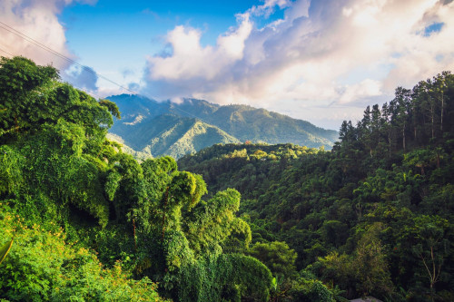 Jamaika Reise - Blue Mountains