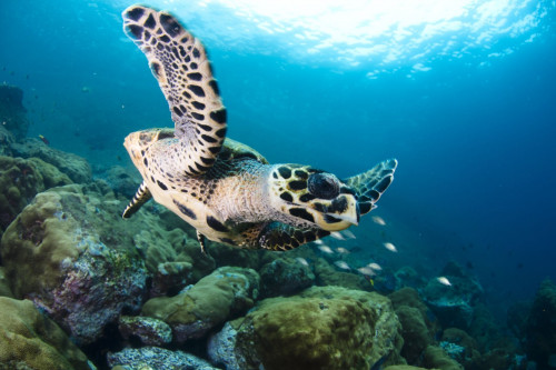 Brasilien Reise: Meeresschildkröte