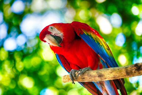 Costa Rica Rundreise Papageien
