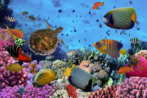 Costa Rica Reise: im Meer