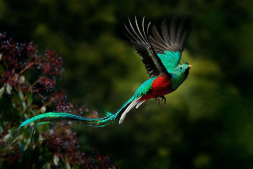 Costa Rica Rundreise Vogelbeobachtung