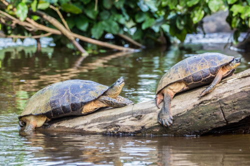 Schildkröten im Tortuguero Nationalpark, Costa Rica