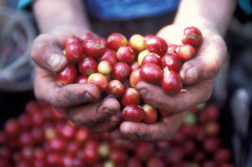 Guatemala Reise: Kaffee