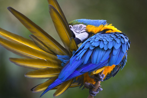 Kolumbien Reise: Papagei