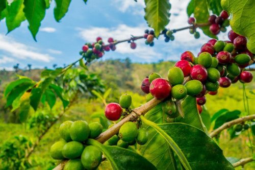 Kolumbien Reise: Kaffee