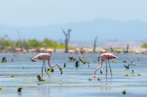 Venezuela Reise: Flamingos