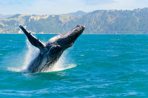 Neuseeland Reise - Wal