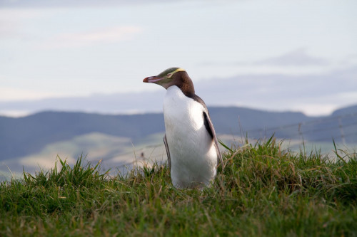 Neuseeland Reise - Pinguin