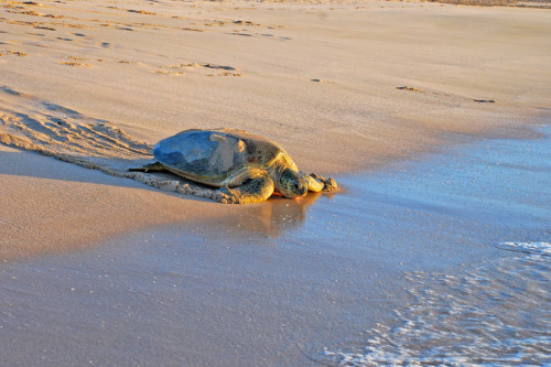 Oman Reise - Meeresschildkröte