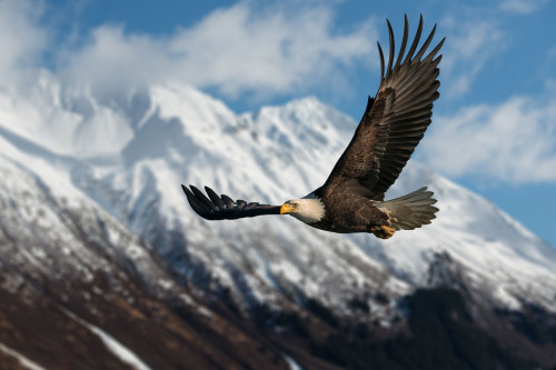 USA: Alaska Seeadler