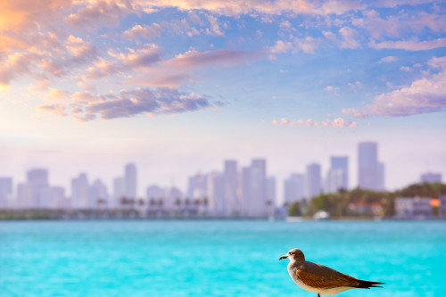 Florida  Reise - Miami Beach Skyline