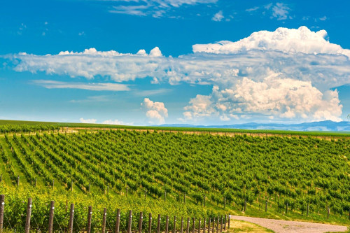 Walla Walla Weinberge 